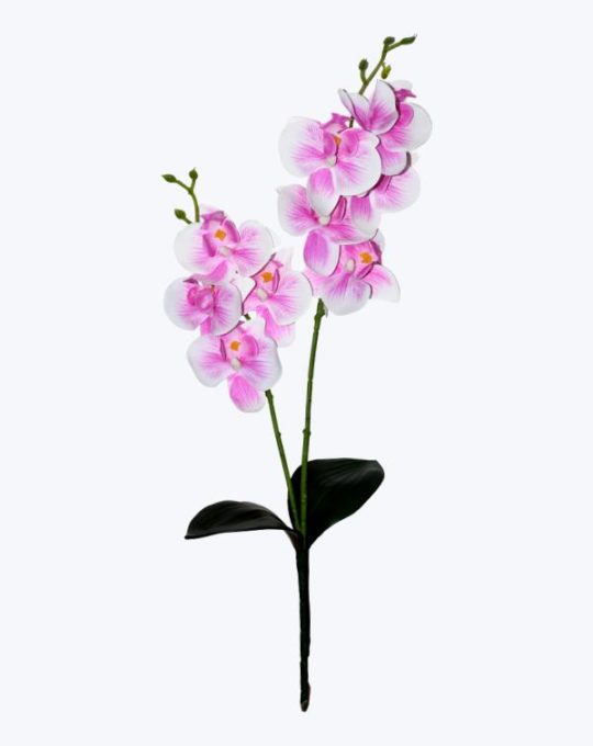 ORQUIDEA MINI CON HOJA TEXTURA