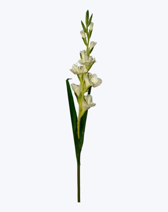 GLADIOLA TEXTURA