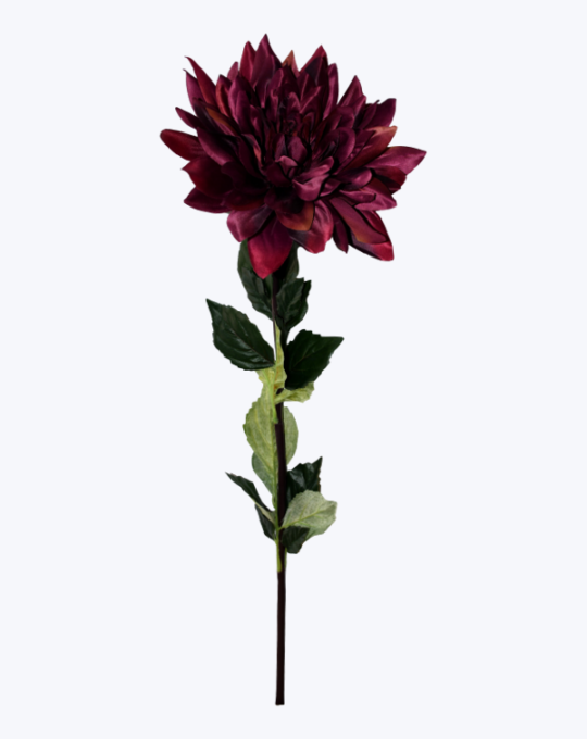 DAHLIA X 1 JUMBO