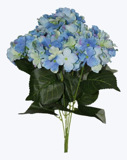 HORTENSIA X 5