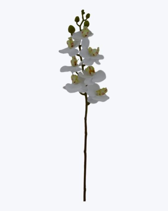 ORQUIDEA MINI