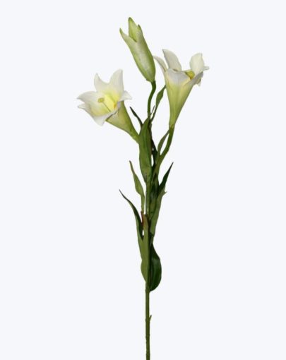 ROSEDAL ROSEDAL