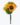 BOUQUET GIRASOL X 6 TY011