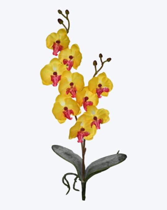 ORQUIDEA MINI CON HOJA