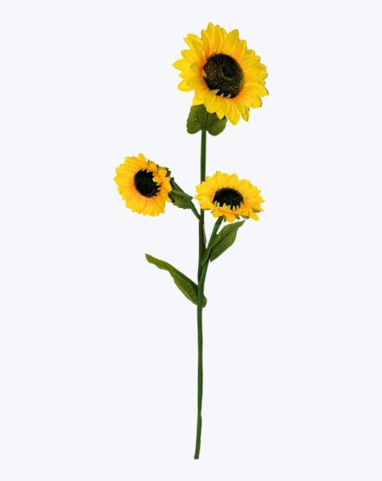 GIRASOL X 3