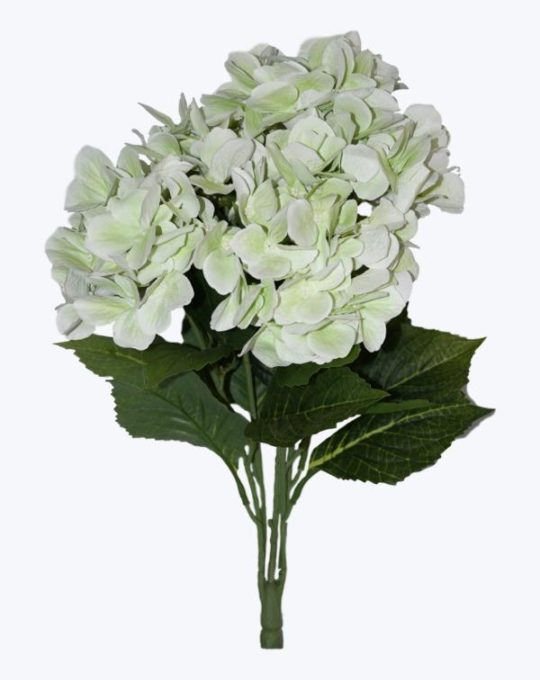 HORTENSIA X 5 3D