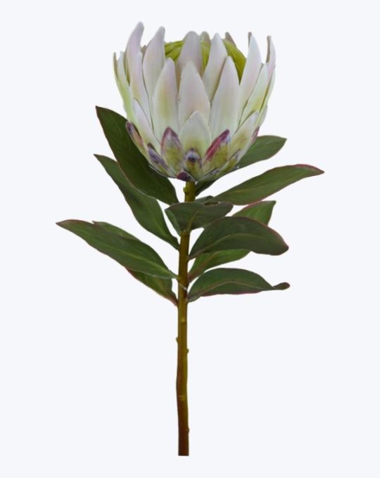 KING PROTEA