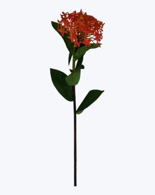 IXORA