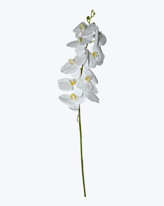 ORQUIDEA X 9