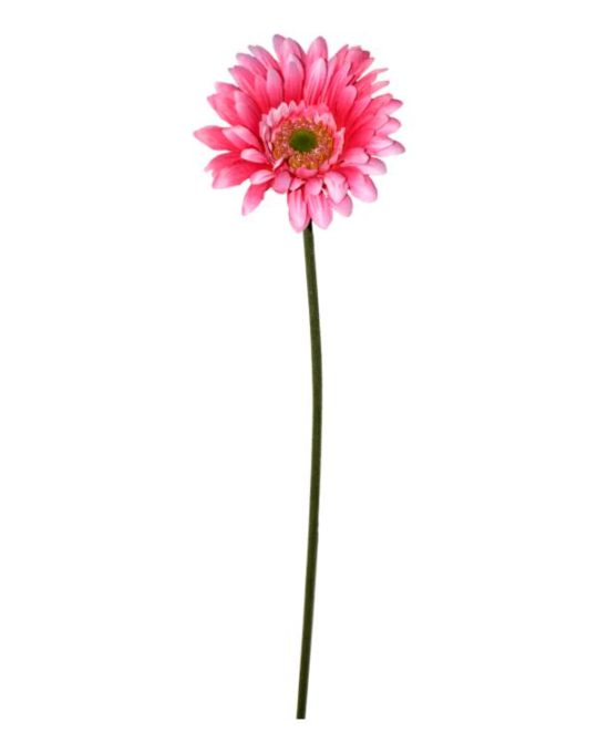 GERBERA