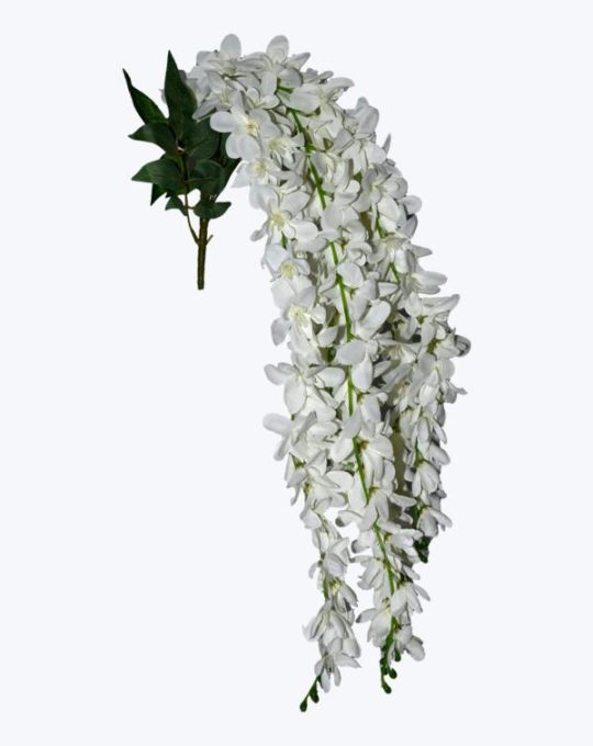 WISTERIA X 5 TALLO CORTO