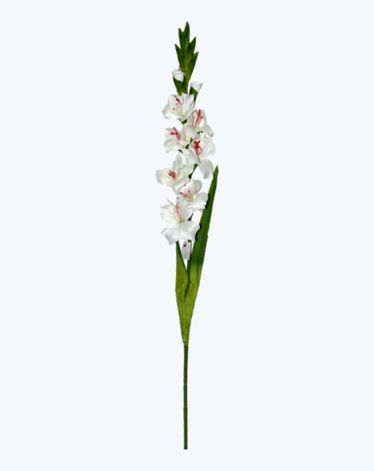 GLADIOLA