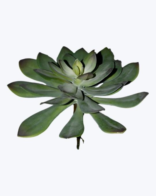 AEONIUM PICK