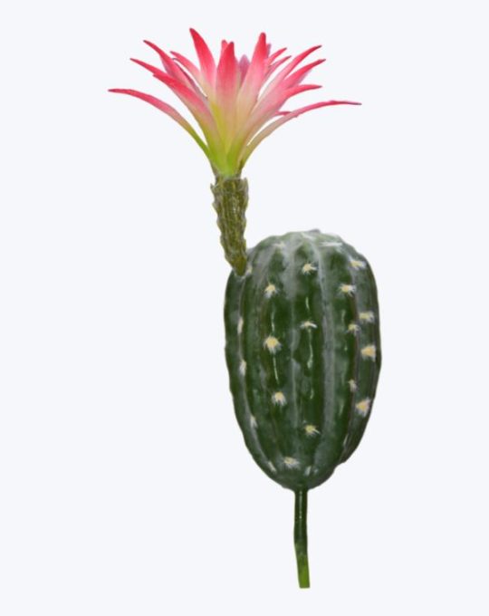 CACTUS FLOR