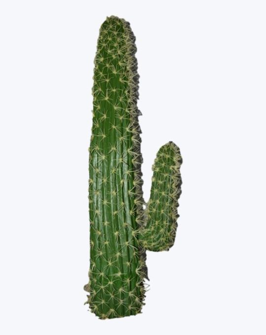 CACTUS YL