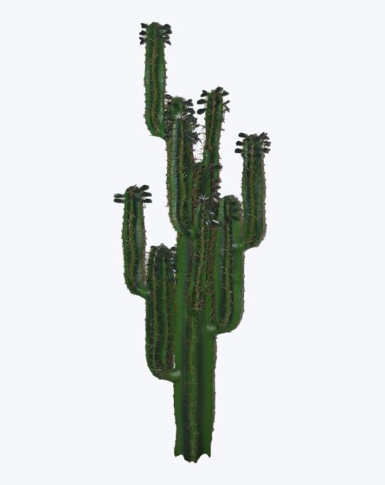 CACTUS X 5