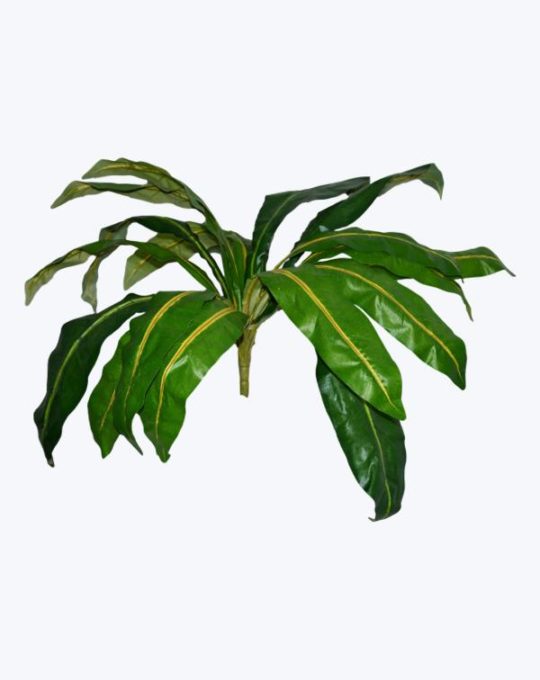 DRACENA GRANDE X 18