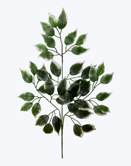 VARA FICUS
