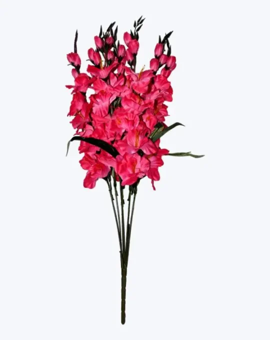 GLADIOLA X 7