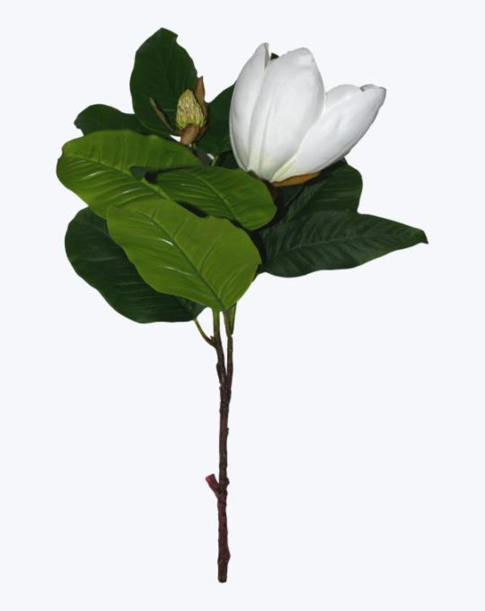 MAGNOLIA