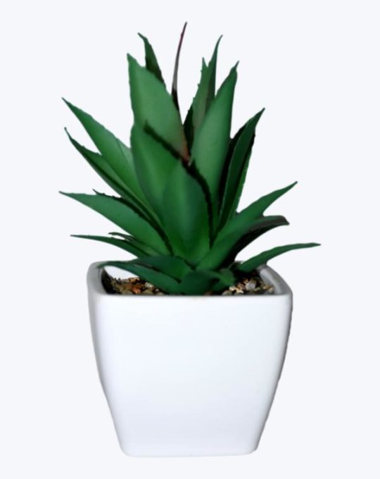 SUCULENTA MACETA BLANCA