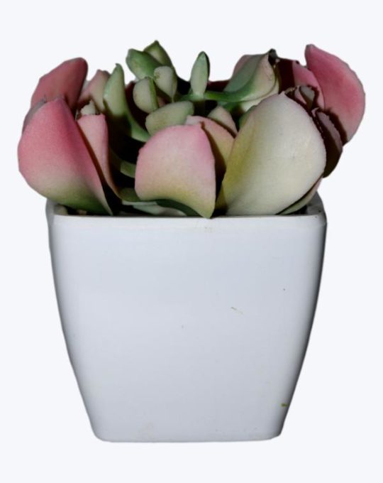 SUCULENTA MACETA BLANCA