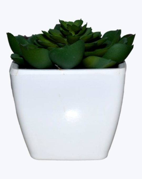 SUCULENTA MACETA BLANCA