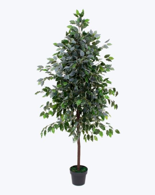 FICUS