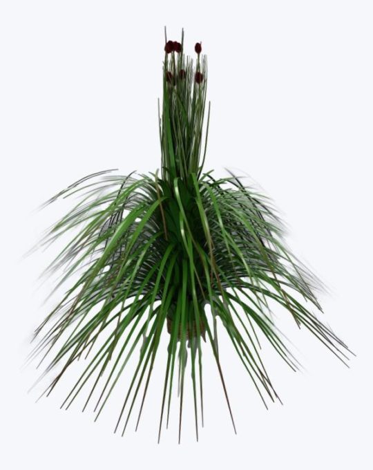 CEBOLLIN CON BOLITAS