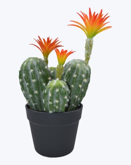 MACETA CACTUS
