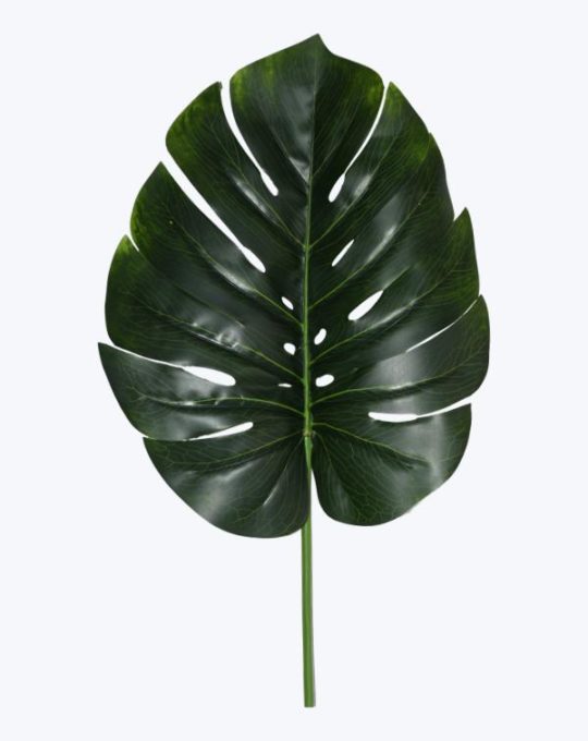 MONSTERA CORTA