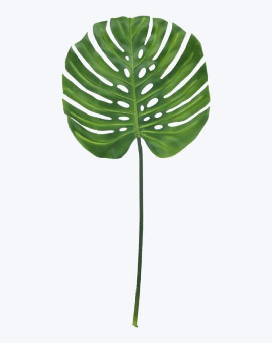 MONSTERA GRANDE