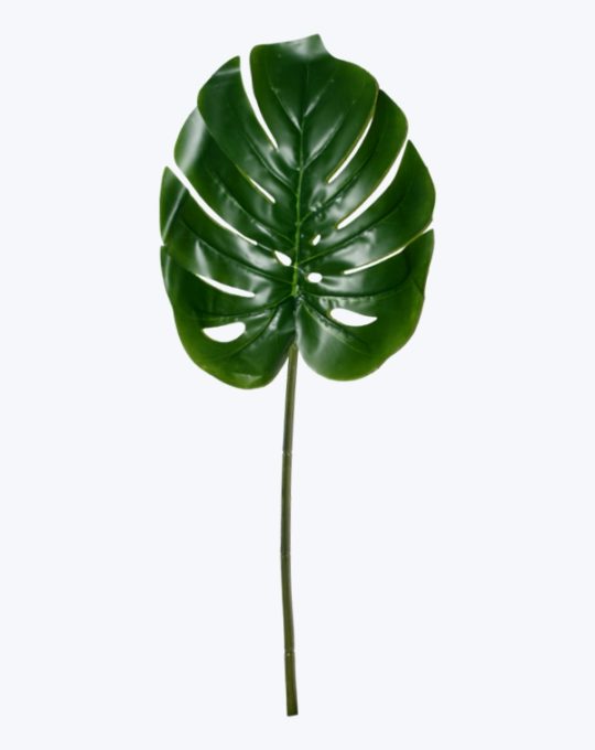 MONSTERA
