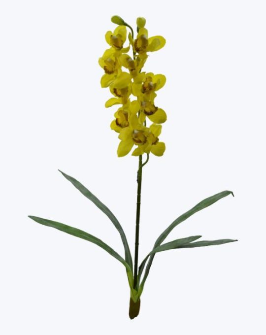 CYMBIDIUM HOJA RAÍZ