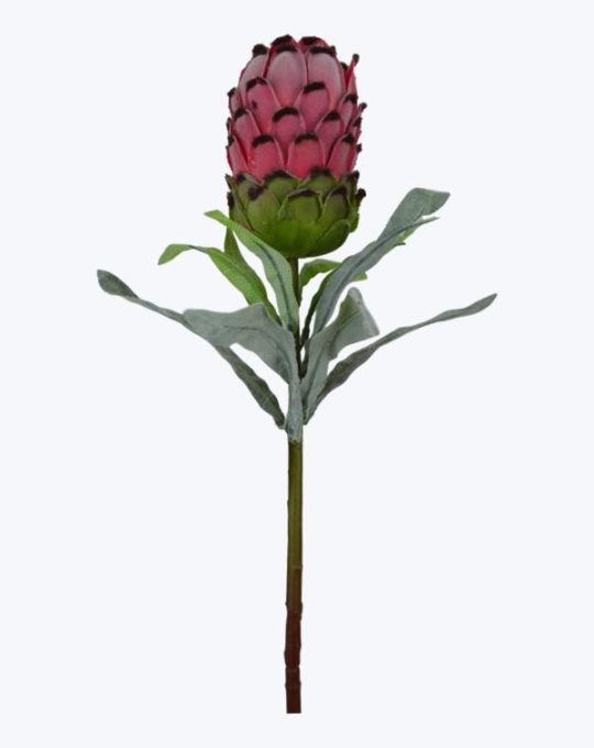 SMALL PROTEA