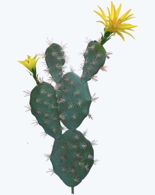 NOPAL