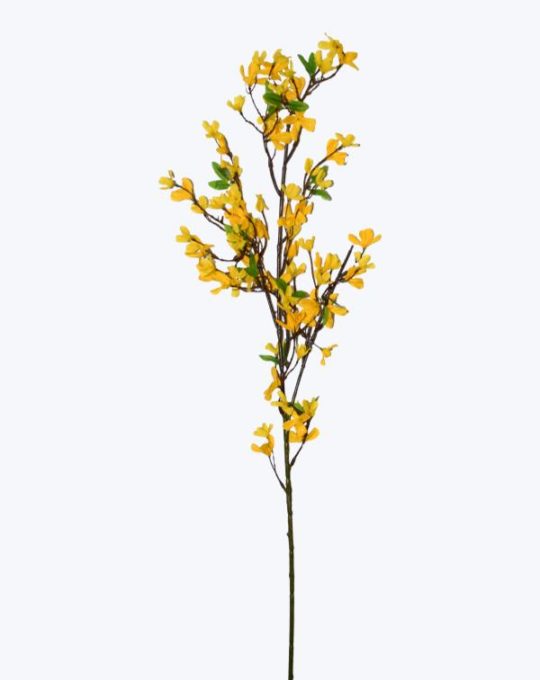 FORSYTHIA