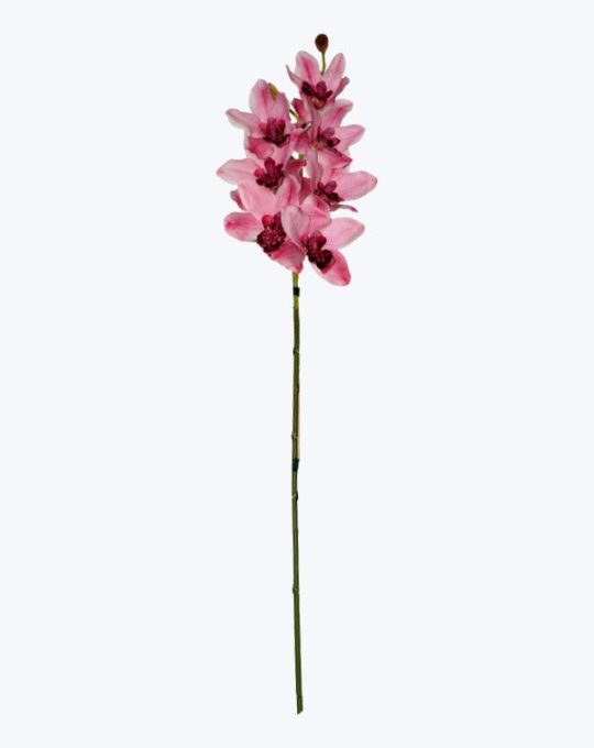 ORQUIDEA CYMBIDIUM X 7