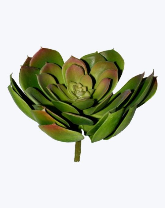 SOFT PLA ECHEVERIA PICK