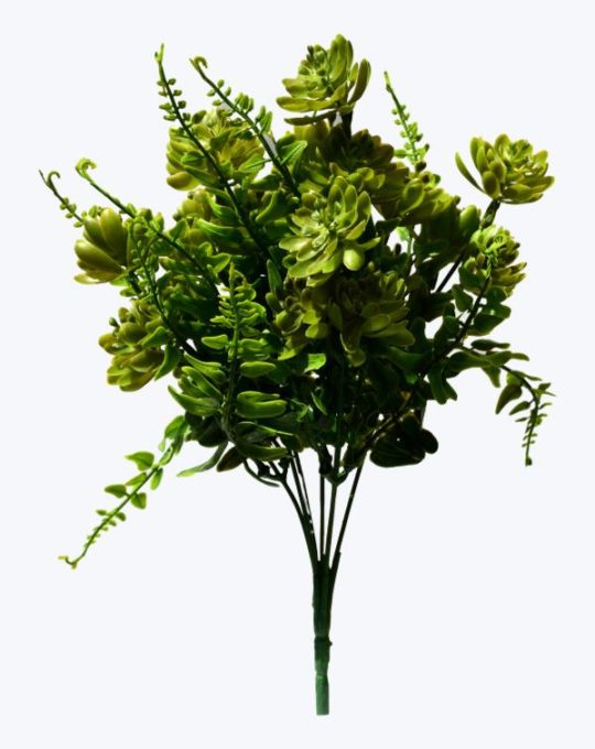 SUCULENTA CON FOLLAJE