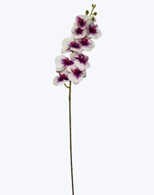 ORQUIDEA