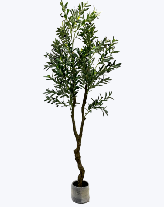 ÁRBOL DE OLIVO