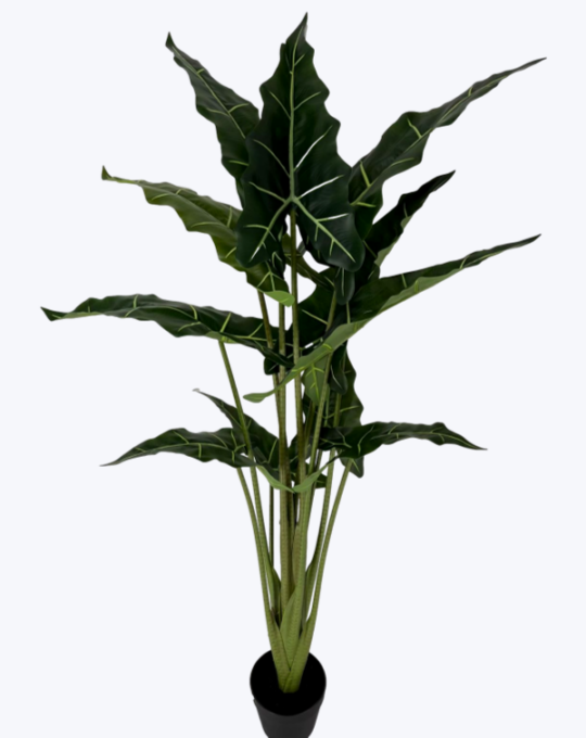 ÁRBOL DE HOJAS ALCATRAZ