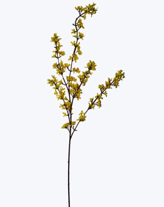 VARA FORSYTHIA