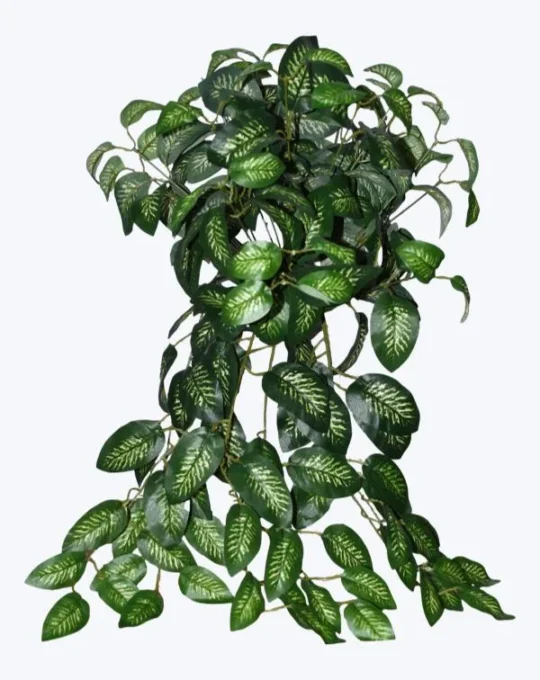 FOLLAJE COLGANTE AMOENA