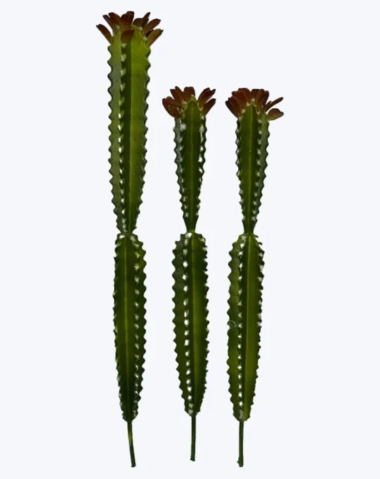 Cactus triple alto