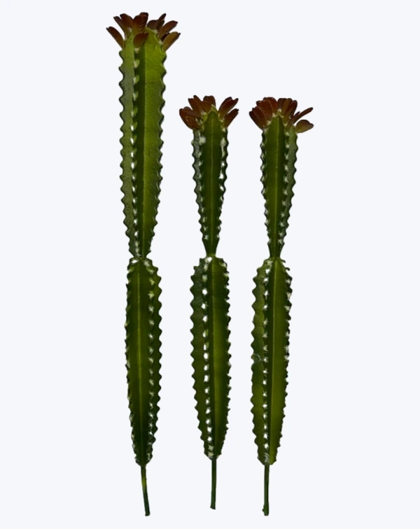 Cactus triple alto