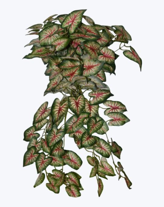 FOLLAJE COLGANTE CALADIUM ROJO