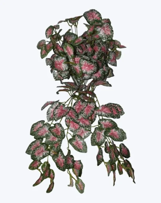 FOLLAJE COLGANTE CALADIUM ROSA