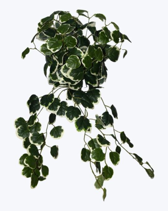 FOLLAJE COLGANTE CHARLIE